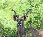 D8S 4438bd  Kudu