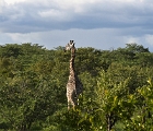 D8S 4474b  Giraffe