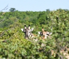 D8S 4494f  Male and female giraffe