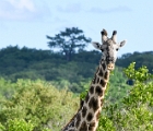 D8S 4508g  Giraffe