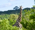D8S 4511h  Giraffe