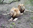 DSCN0709  Two male lions