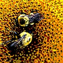 Two bees in sunflower