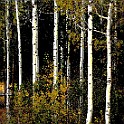 jhsept2012 (13) 4271  Aspens, Jackson Hole