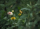 butterfly1  Butterflies in Rita's yard, Tiburon, CA