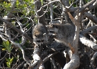 coons  Raccoons, Everglades, FL