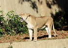 d8c 4704c  Yawning lion, National Zoo
