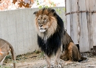d8c 4714da  Alpha lion, National Zoo
