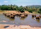 elephants1  Julie's elephants, Sri Lanka