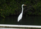 heron  Egret in Everglades