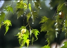 leafdrops  Rain on birch tree, Allentown, PA