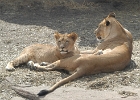 lions  Sleeping lions, National Zoo