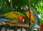 macaws  Macaws, Florida