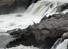 DSC 0073  Great Falls with Great blue heron