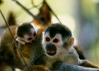 CostaRica  Monkeys, Costa Rica