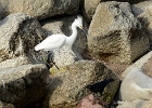 Egret and raven - Puerto Vallarta, Mexico