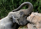 D8C 2976  Elephant, Washington National Zoo