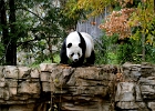 D8C 2989  Panda, Washington National Zoo
