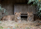 D8C 3029  Lions, Washington National Zoo