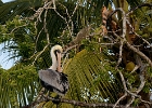 D8C 3233  Pelican and iguanas, Puerto Vallarta, Mexico