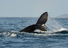 D8C 3299  Whale, Puerto Vallarta