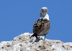 D8C 3343  Blue footed booby