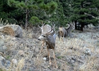 Elk, Rocky Mt. NP