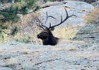 Bull elk