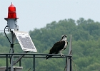 D8C 7337  Osprey on perch