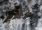 Blue footed booby and cormorant