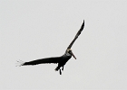 Pelican in flight