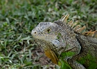 Iguana