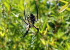 DSC 0707b  Spider, Maryland