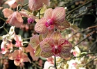 DSC 1286a  Orchids