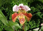 DSC 1287b  Orchid