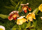 DSC 1294c  Orchids