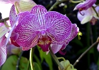 DSC 1302  Orchid