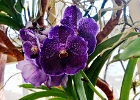 DSC 1320  Orchids