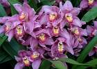 DSC 1332f  Orchids