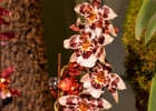 DSC 1343g  Orchids