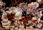Fungi  Fungus, Muir woods, California