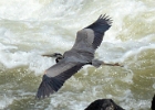 Heron02c  Blue heron in flight