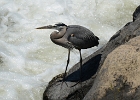 Heron05b  Blue heron, Great Falls