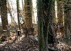 deer02  Deer in backyard