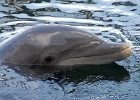 porpoise  Dolphin, Florida