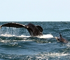 Whale and dolphin