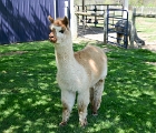 D8G 4684d  Llama at Rockville llama farm