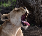 D8S 2736  Yawning lion