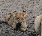 D8S 2882  Lion cub and mom