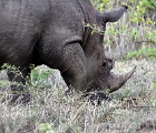 D8S 3035  Rhino